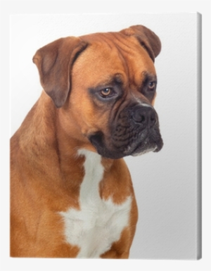 Boxer #2778789