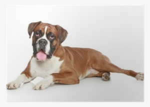 Cat And Dog, Close-up Portrait Throw Blanket #2778912