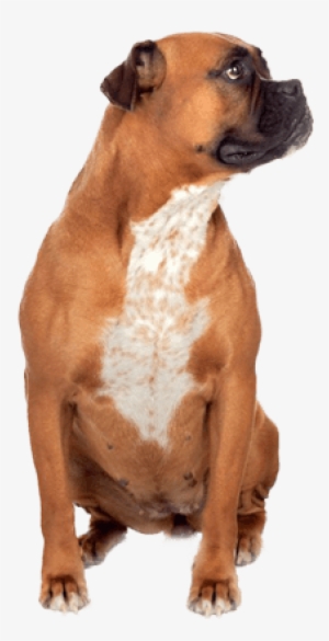 Boxer - Pet Shoppe Ultra Training Pads For Dogs #2778937