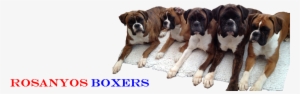 1 - 2 - - Boxer #2778956