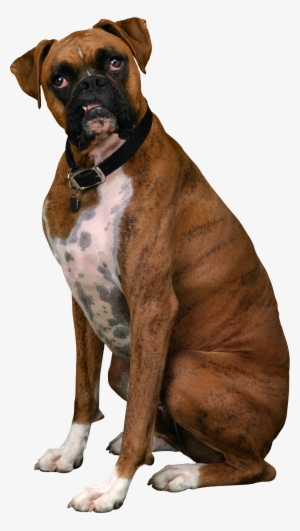 Dictionary Of Quotations And Proverbs About Cats And #2778958