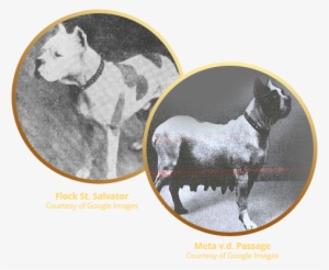 The Breed Known As The Boxer Originated In Germany - Boxer #2779129