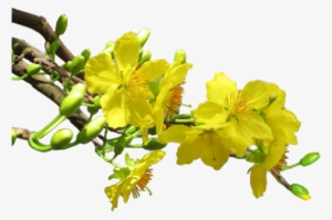 Trên Mười Năm Chăm Sóc, Cây Mai Mới Đã Nên Dáng Rồng - Cây Hoa Mai Png #2780466