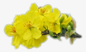 Tu Viện Có Tổ Chức Quanh Năm Các Khoá Tu, Và Ngày Quán - Ochna Integerrima #2780486