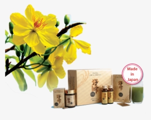 Hoa Mai Vang - Fucoidan #2780531