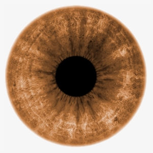 Light Brown - Light Brown Eyes Transparent #2780633