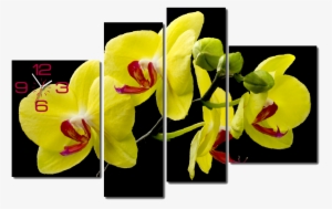 Tranh Đồng Hồ Treo Tường Hoa Mai Vàng - Tranh Hoa Mai Ghep #2780663