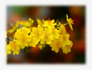 Từ Ngày 10 Tháng Chạp Người Trồng Nên Chú Ý, Nếu Dự - Ochna Integerrima #2780773