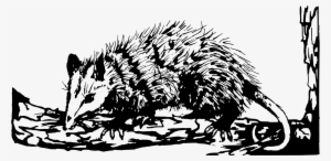 This Free Icons Png Design Of Opossum 2 #2782345