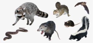 Pro Wildlife Removal #2782375