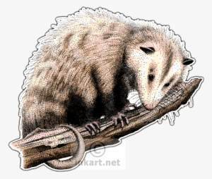 Virginia Opossum Decal - Virginia Opossum Throw Blanket #2782538