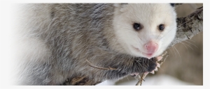 Opossum Slider Image - Opossum / Possum 8 X 10 Glossy #2782575