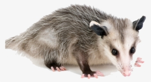 Opossum Removal - Opossum Png #2783150