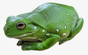 Green Tree Frog Png, Green Tree Frog Png - Green Frog With White Spots #2787467