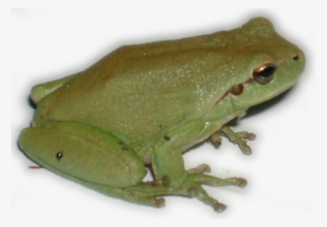 Hyla Dscn1814 - Rainette Png #2787691