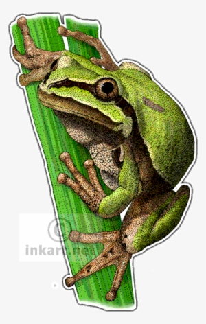 Arizona Tree Frog Art Decal - Arizona Tree Frog Drawing #2787726