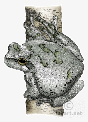 Cope's Gray Treefrog Art Decal - Cope's Gray Tree Frog Throw Blanket #2787841