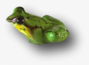 James Dodson ~ Green Tree Frog - Gallery Salamanca #2787871