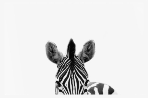 The Zebra Print - Design House Framed Wall Art Zebra 40cm X 60cm #2789503