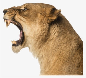 Lion - Lion Roar Side View #2789653