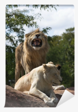 Grizzly Bear #2789723