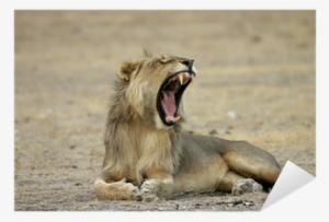 Free Roaring Lion Png - Masai Lion #2789725