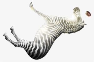 Roasted Zebra - Marine Mammal #2790007