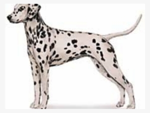 The Only Spotted Breed, The Dalmatian Is Alert And - Akc Dalmatian #2790566
