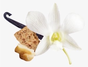 Vanille Noix De Grenoble, Épices Et Petits Biscuits - Honey Vanilla In Png #2790614