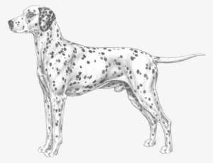 Dalmatian #2790615