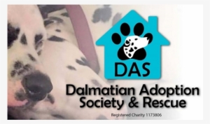 Dalmatian Adoption Society And Rescue - Alzheimer's Society #2790649