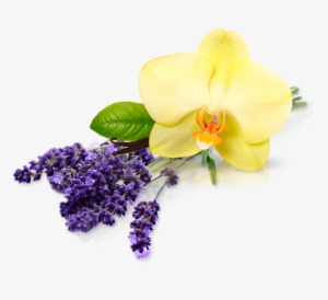 Endiglow Gua Sha & Cupping Oil Lavender Essential #2790651