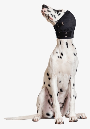 Mps Head Cover Medical Pet Shirts International Png - Dalmatian #2790741