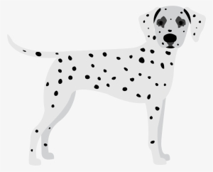 Dalmatian #2790793