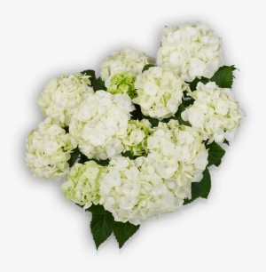 Vanilla Sky #2791299