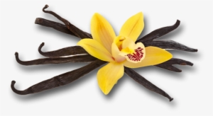 Vanille Png #2791345