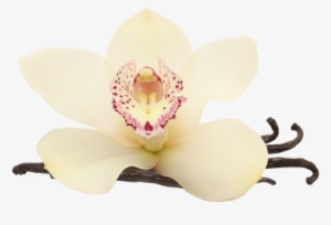 Vanilla Energy Drink Bulk Pack - Energy Drink #2791572