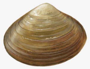Clams Png Transparent Image - Clam Transparent Background #2792506