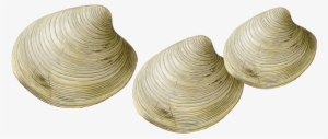 Clams Transparent #2792507