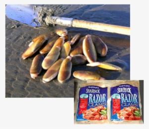Alaskan Razor Clams - Razor Clams #2792662