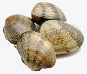 Clams - Facts About Clams #2792761