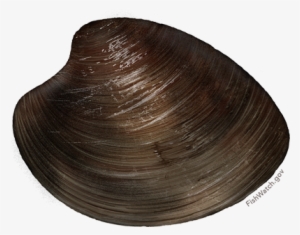 Ocean Quahog - Arctica Islandica #2793247