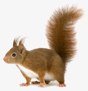 Dead Animal Removal In Mesa And Surrounding Regions - Coffee Drink Gifs Smiley #2793594