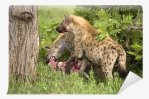 Two Hungry Hyenas Are Eating Dead Animal Wall Mural - Hyena Hunting #2793648