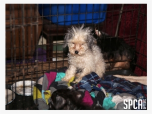 20180315 Local Cbs Puppy Mill 1 - Dog #2793731
