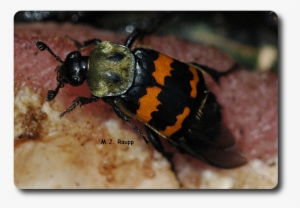 Nicrophorus Tomentosus Stops To Sample A Piece Of Meat - Flesh Eating Beetle #2793766