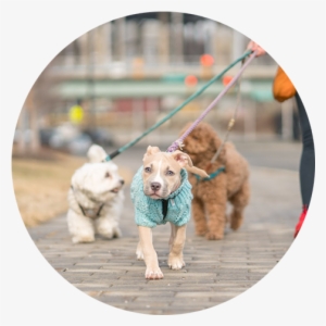 Dog6 - Portable Network Graphics #2793827