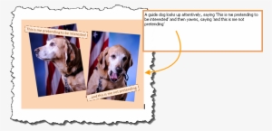 A Picture Shows A Guide Dog In Two Distinct Poses With - Alt Text Example #2793881