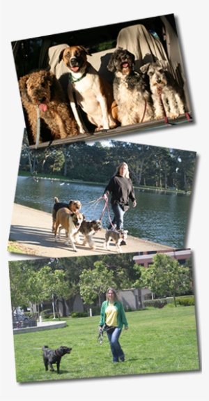 Three Pictures Of Carla Walking Dogs - Dog Walking #2793922