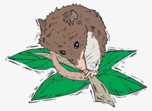 Secondary Consumers - Consumer Food Chain #2793998